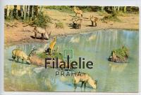 1967 KENYA/USA/FAUNA 2SCAN