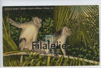 1948 MONKEY/FLORIDA 2SCAN