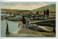 1917 FISH POST/2SCAN