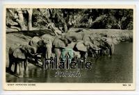 1955 ELEPHANT/KUT/RPPC POST/2SCAN